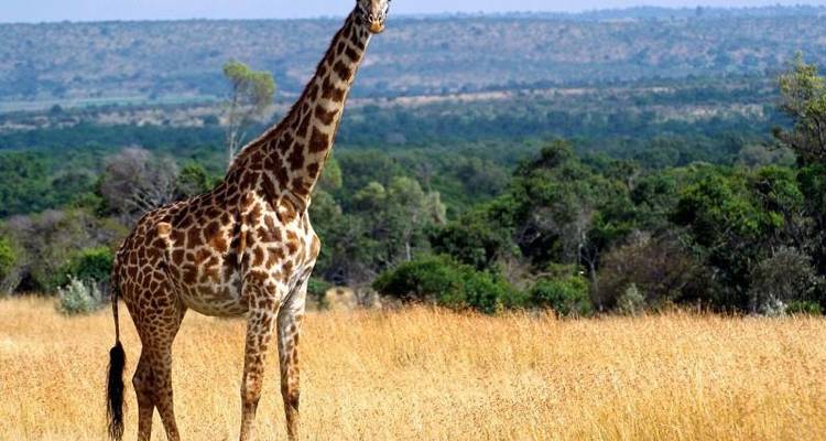 Super Kenyan Safari 8D/7N (Masai Mara, Lake Nakuru, Sweetwaters & Samburu) - Bamba Travel 9