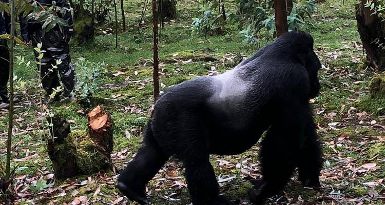 Découvrez l'Ouganda et le Rwanda Gorilles, chimpanzés et Big 5 (exclusivement privé) - Devine African Safaris Ltd 3