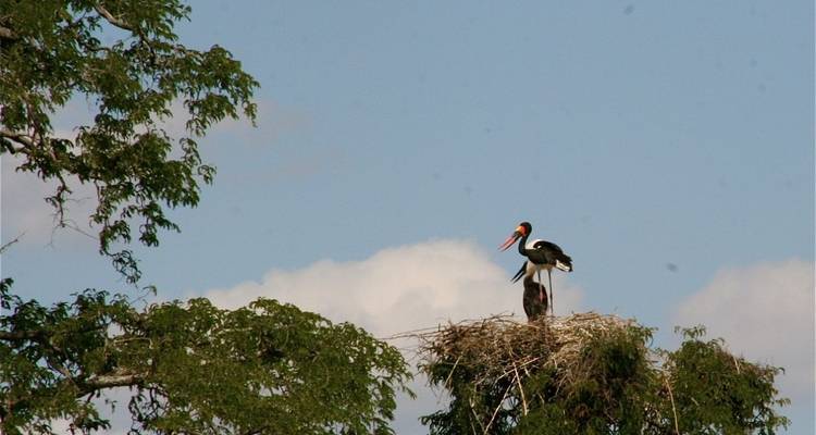 Forfait de 7 jours pour le safari Selous, Mikumi et Ruaha - Adventure Makers Tanzania 3