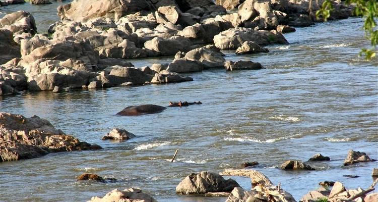 Forfait de 7 jours pour le safari Selous, Mikumi et Ruaha - Adventure Makers Tanzania 8