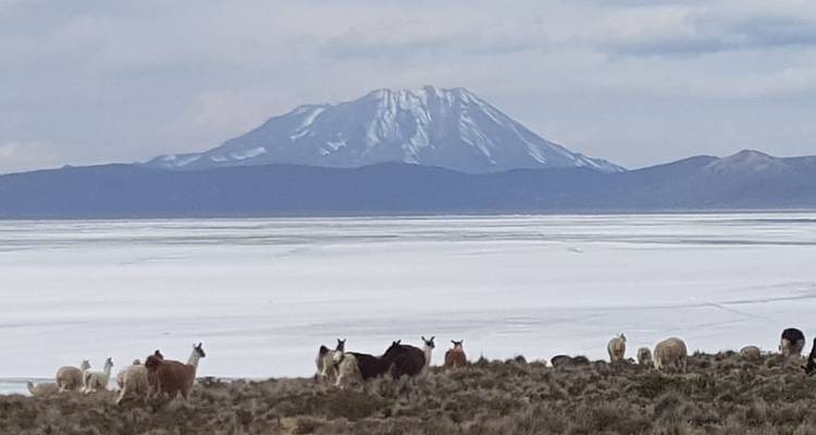 5 días Arequipa y Cañón del Colca y Piedra de Sillar y Laguna de Salinas - PVTravels 2