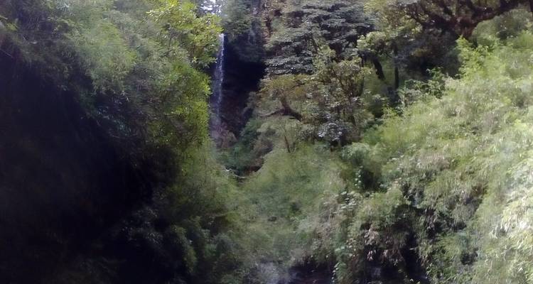 Feuillage vert dense et cascade d'eau.