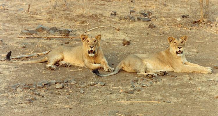 Les pas de Gandhi : Séjour culturel et animalier - Agora Voyages OPC Pvt Ltd 10