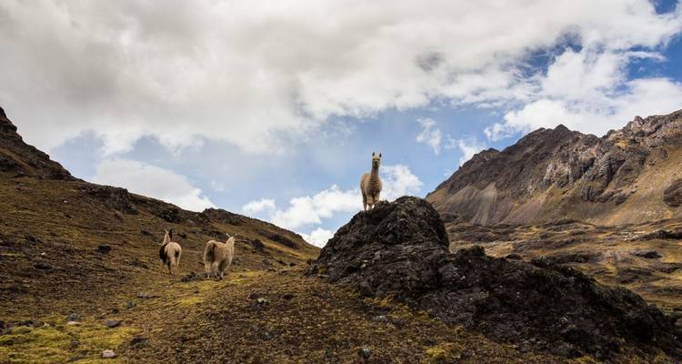 Tour de la montagne de l'arc-en-ciel - Service de groupe - Inkayni Peru Tours 7