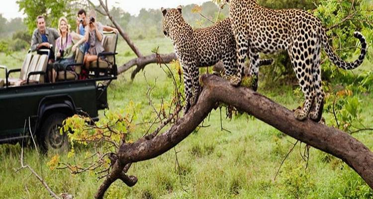 El lujoso Triángulo de Oro de la India incluido el safari de avistamiento de leopardos y amanecer en el Taj Mahal - Swastik India Journeys 6