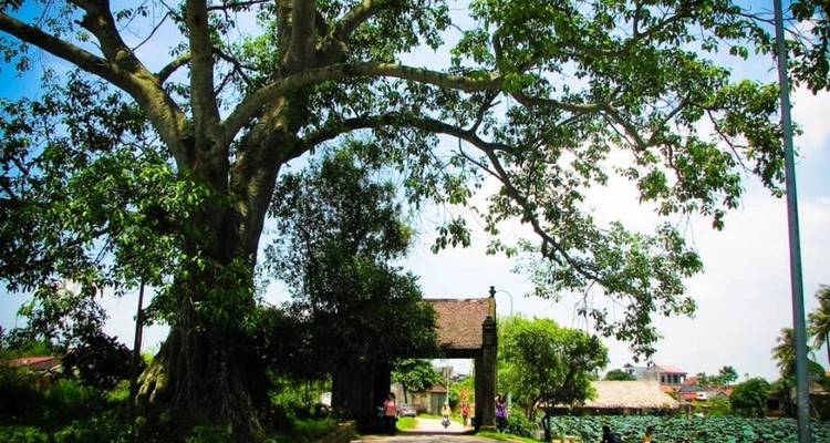 Massive ancient banyan tree arching over the entrance gate of a rural village lane