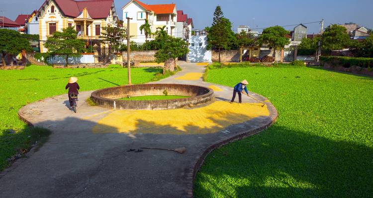 Villagers bicycling and sweeping harvested rice laid out to dry in a courtyard of bright green pondweed