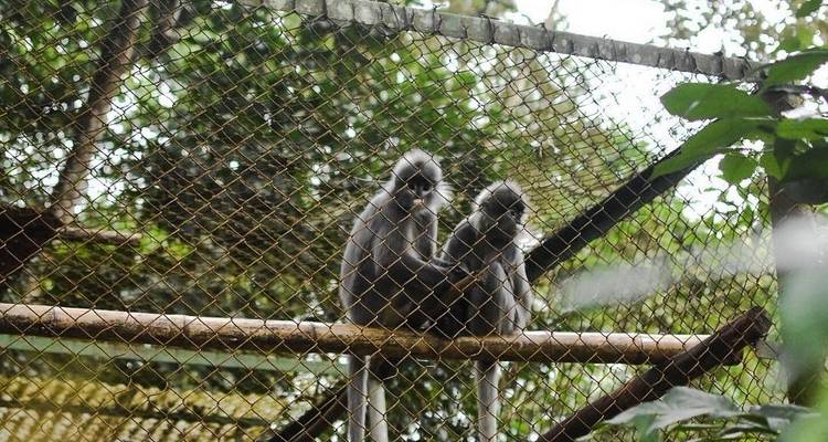 Zwei Affen sitzen eng beieinander auf einer Holzstange hinter einem Maschendrahtzaun in einem Rettungsgehege.