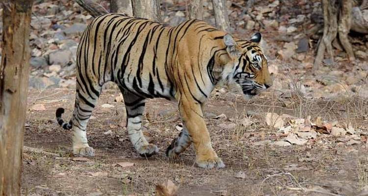 Golden Triangle Tour with Ranthambore & Varanasi Tour - Agra Taj Visit 4