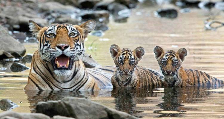 Golden Triangle Tour with Ranthambore & Varanasi Tour - Agra Taj Visit 6