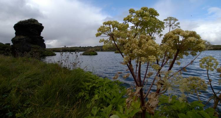 Schilderachtig uitzicht op een rivier met planten en rotsen.