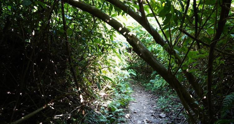 Un estrecho sendero de tierra serpentea entre la densa selva subtropical formando un túnel verde natural.
