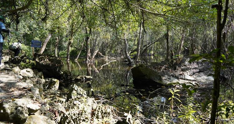 Manglar sombrío con agua tranquila y reflectante rodeada de raíces densas y vegetación exuberante.
