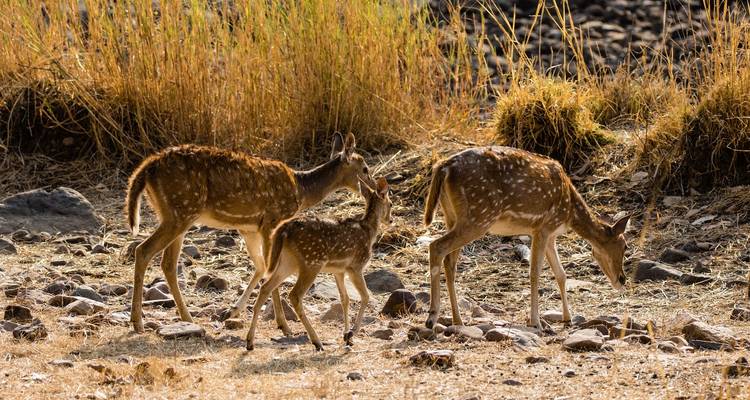 Private 16 Day Golden Triangle with Royal Rajasthan tour by car - Avtar India Tours 6