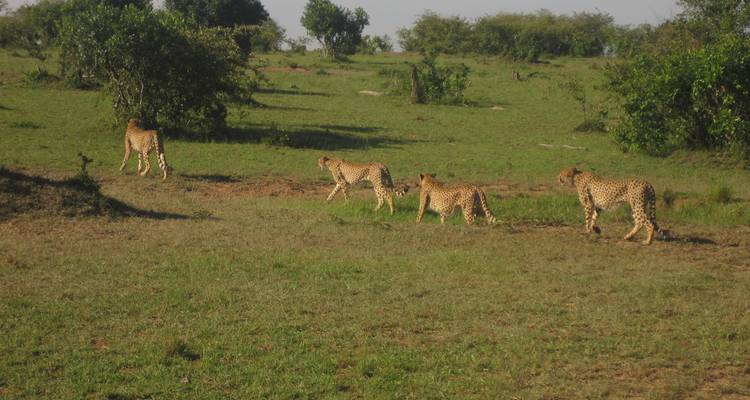8 Days Uganda Gorillas & Masai Mara Safari - Primate World Safaris (U) Ltd 2