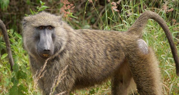 8 Days Uganda Gorillas & Masai Mara Safari - Primate World Safaris (U) Ltd 7