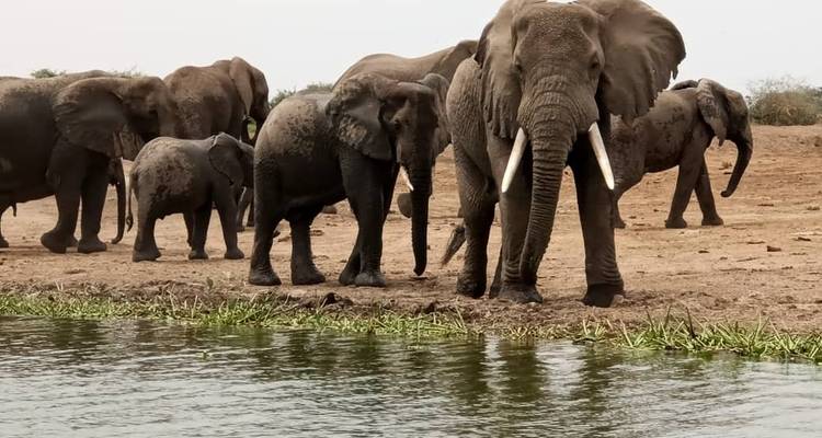 8 Days Uganda Gorillas & Masai Mara Safari - Primate World Safaris (U) Ltd 8