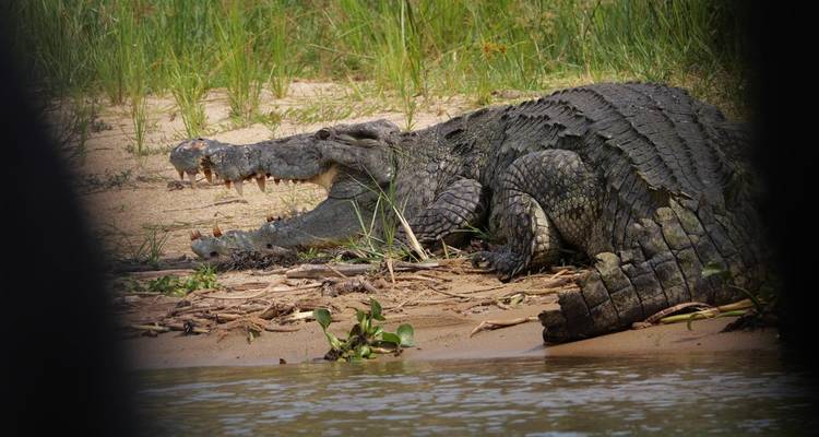 8 Days Uganda Gorillas & Masai Mara Safari - Primate World Safaris (U) Ltd 9