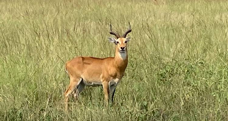 8 Days Uganda Gorillas & Masai Mara Safari - Primate World Safaris (U) Ltd 10