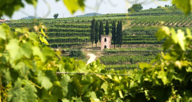 Private Wine Tour between Garda Lake and Prosecco Hills - Soleto Travel 3