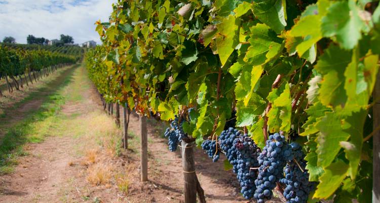 Private Wine Tour between Garda Lake and Prosecco Hills - Soleto Travel 4