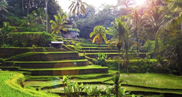Lo más destacado de Bali, visita privada - Destination Services Indonesia 2