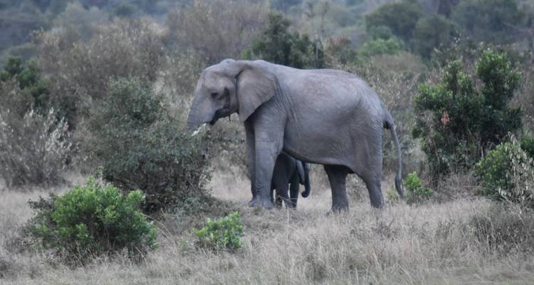 3 días y 2 noches en el Parque Nacional de Amboseli desde Nairobi con recogida gratuita en el aeropuerto - Perfect Wilderness Tours And Safaris 1