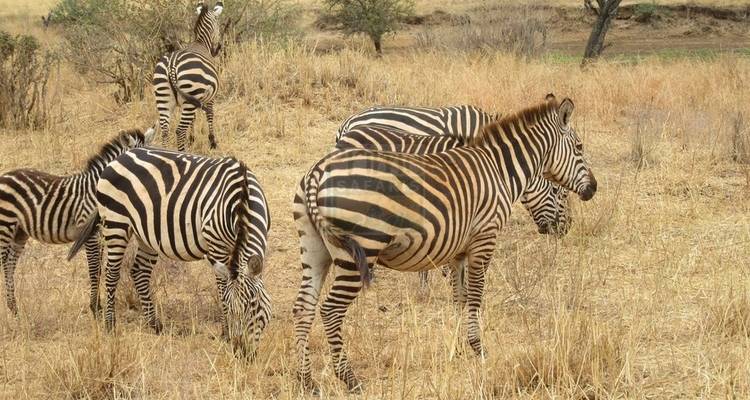 3 días y 2 noches en el Parque Nacional de Amboseli desde Nairobi con recogida gratuita en el aeropuerto - Perfect Wilderness Tours And Safaris 6