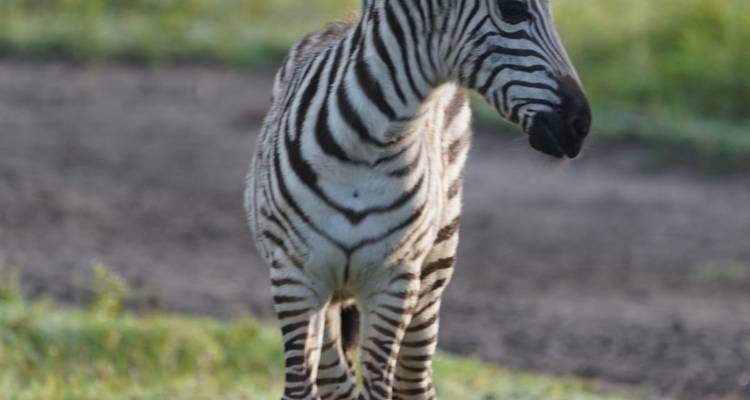 3 días y 2 noches en el Parque Nacional de Amboseli desde Nairobi con recogida gratuita en el aeropuerto - Perfect Wilderness Tours And Safaris 8