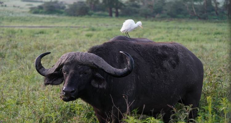 3 días y 2 noches en el Parque Nacional de Amboseli desde Nairobi con recogida gratuita en el aeropuerto - Perfect Wilderness Tours And Safaris 10
