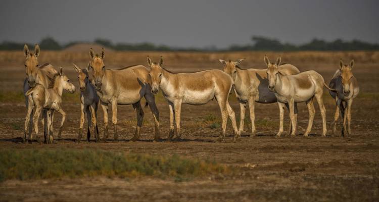 Pequeño Rann de Kutch Vía Modhera y Patan - Agora Voyages OPC Pvt Ltd 10