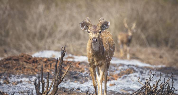 Bangalore to Nagarhole National Park Expedition - Agora Voyages OPC Pvt Ltd 2