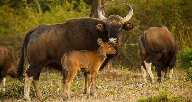 Bangalore to Nagarhole National Park Expedition - Agora Voyages OPC Pvt Ltd 4