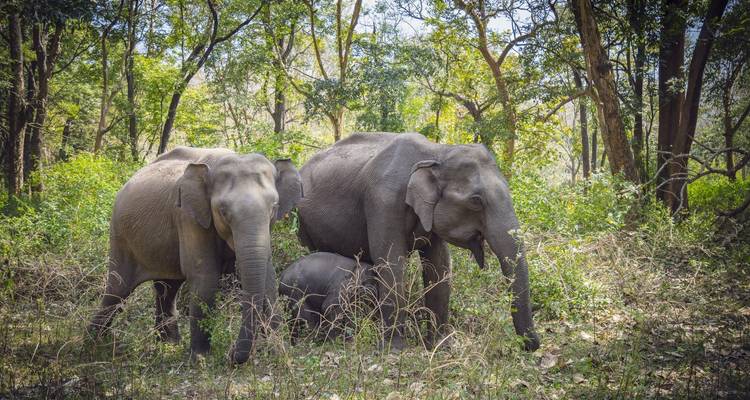 Bangalore to Nagarhole National Park Expedition - Agora Voyages OPC Pvt Ltd 6