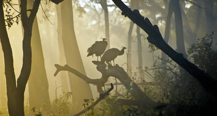 Bangalore to Nagarhole National Park Expedition - Agora Voyages OPC Pvt Ltd 7