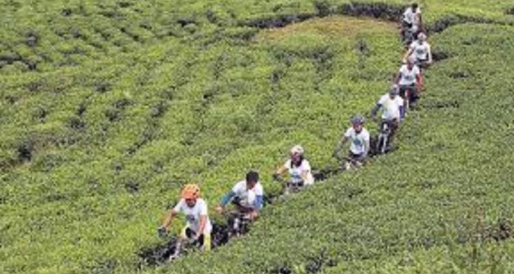 Cyclists in a row moving through lush green fields.
