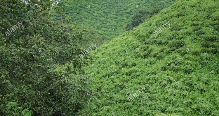 Green hillside with trees growing densely.