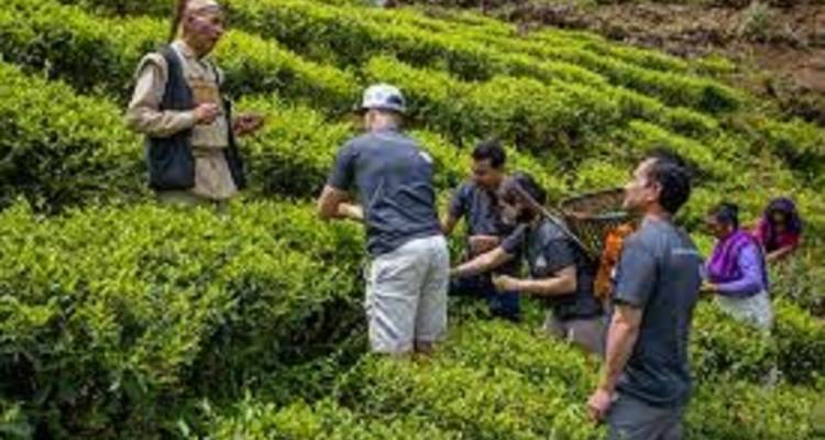 Tourists picking tea leaves in a lush tea garden.