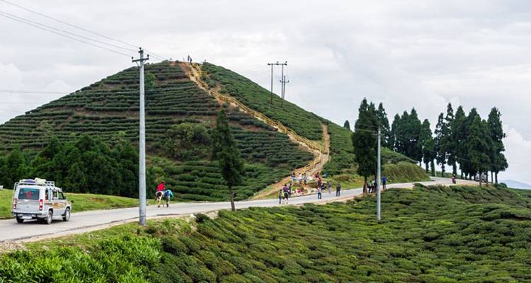 Road through tea plantations with hills in the background.