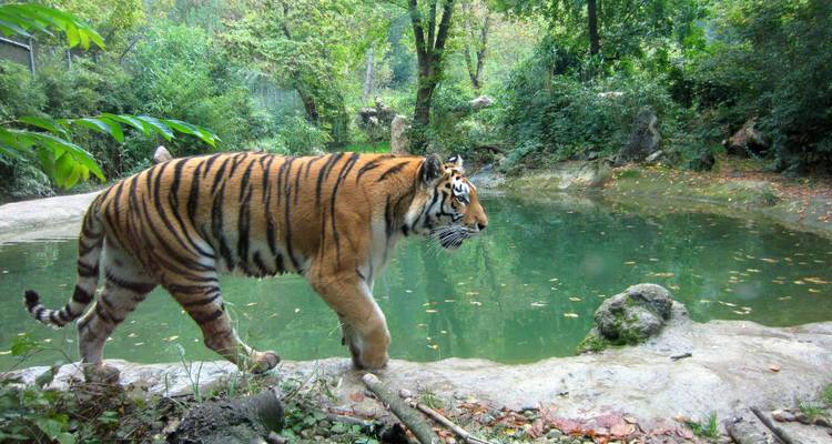 Safari Expedition in Tadoba National Park from Nagpur - Agora Voyages OPC Pvt Ltd 4