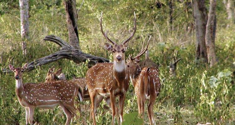 Safari Expedition in Tadoba National Park from Nagpur - Agora Voyages OPC Pvt Ltd 3