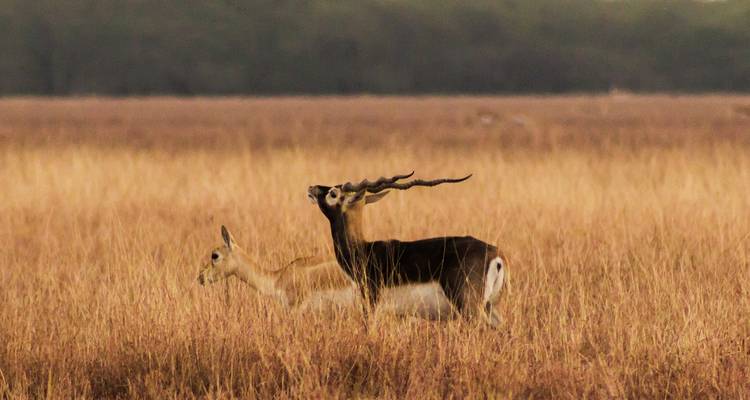 Zwei Hirschziegenantilopen auf einer Wiese, eine mit langen Geweihen.