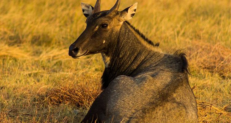 Nilgau ruht auf dem Gras bei Tageslicht.