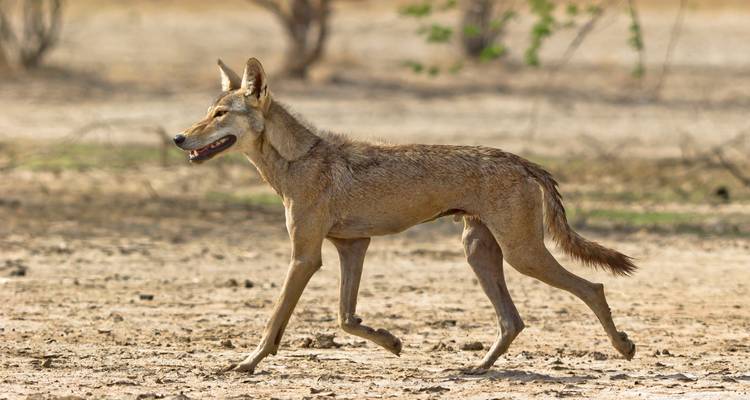 Wolf, der durch eine trockene, offene Landschaft läuft.