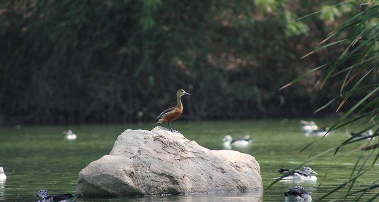 Un pato de tonalidad bronceada se para en una roca en un lago tranquilo rodeado de otras aves acuáticas lejanas.