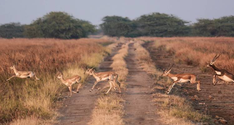 Ahmedabad to Velavadar Blackbuck Safari Expedition - Agora Voyages OPC Pvt Ltd 1