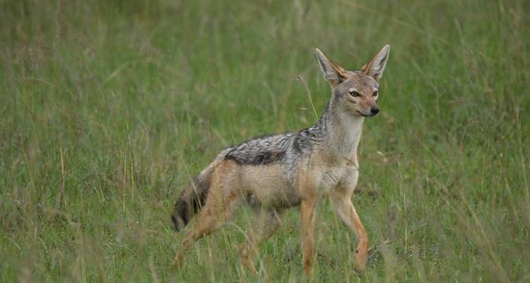 Aventure classique au Kenya - Classic Journeys Africa Ltd 6