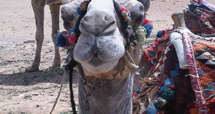 CAIRO EXPRESS - Planet Tours 3