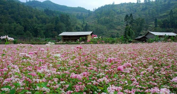 Blühendes rosa Blumenfeld mit rustikalen Häusern