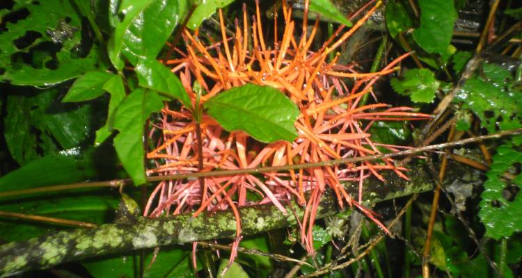 Mout Cameroun Trekking Aventure 10J/9N - Across Africa Tours & Travel 3